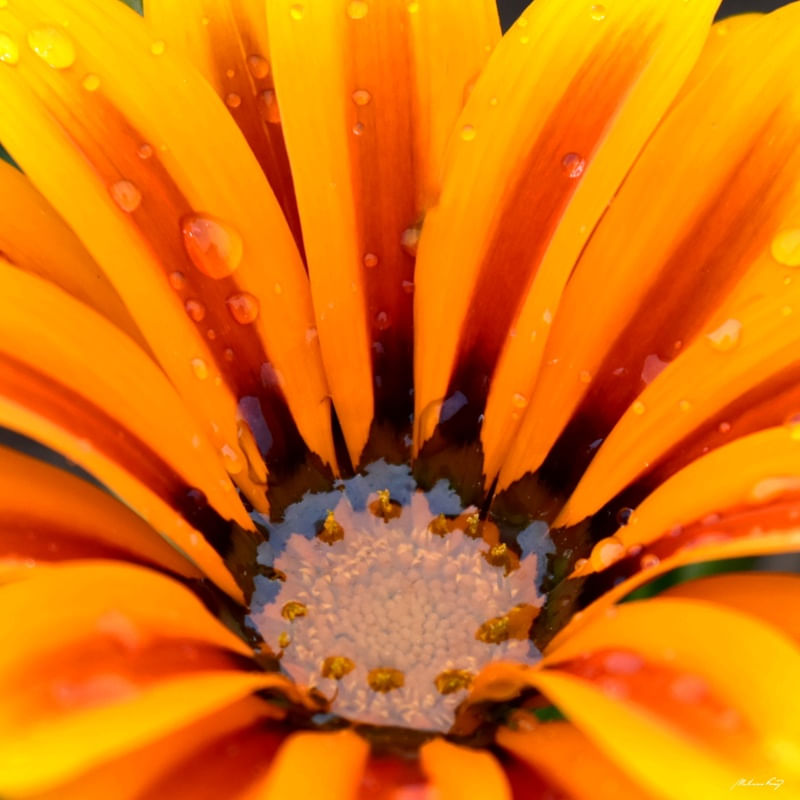 NATUREZA EM AMARELO