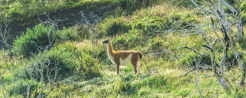 GUANACO