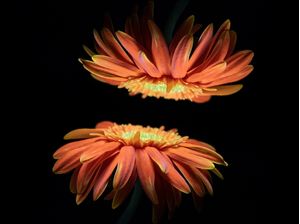 AMOR DE FLOR