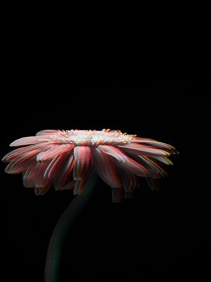 COR DE FLOR