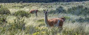 GUANACOS EM TORRES DEL PAINE
