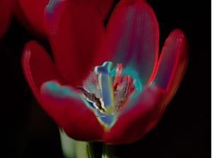 TULIPA COLORIDA