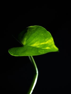 CORAÇÃO NATUREZA