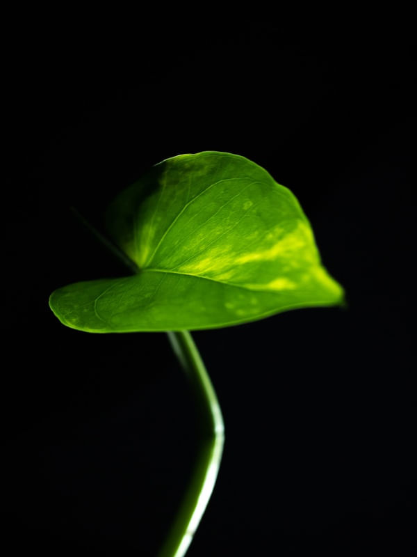 CORAÇÃO NATUREZA