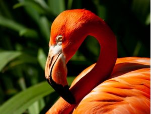 OLHAR FLAMINGO