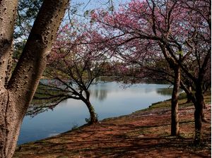 PARQUE DAS SAKURAS