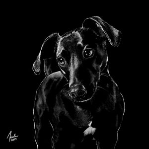 DOGUINHO - LÁPIS BRANCO