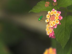 COLEÇÃO DE AÉREOS 7