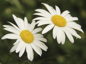 MARGA