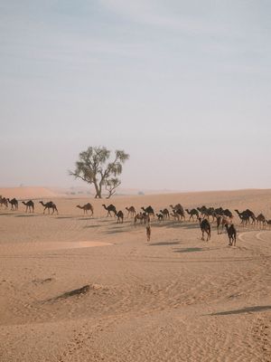 REBANHO DE CAMELOS