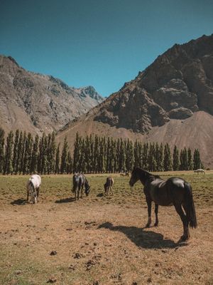 CAVALOS NO CAJON