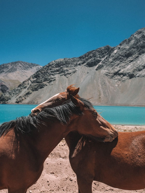 CAVALOS ENAMORADOS