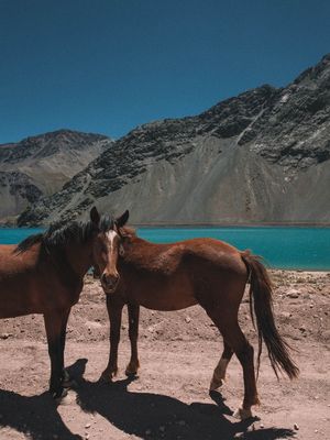 CAVALOS SELVAGENS