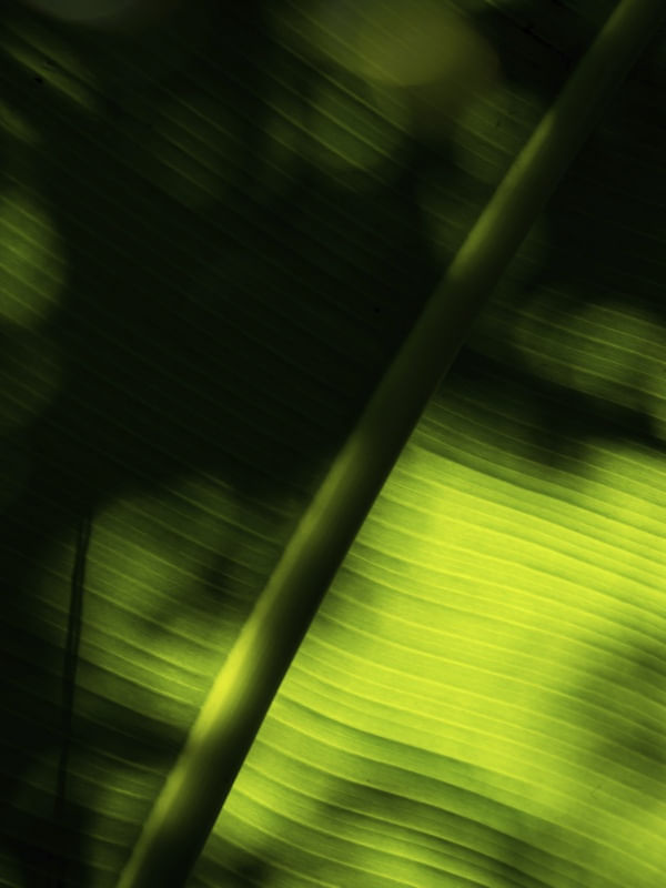 SHADOW IN LEAF