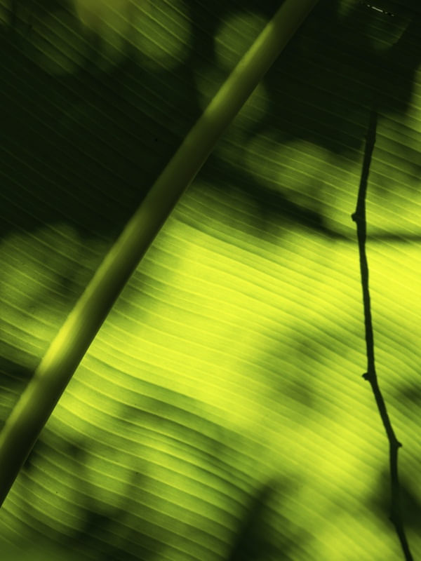 SHADOW IN LEAF II