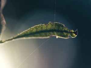 A NATUREZA É DELICADA