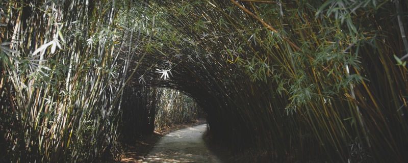 BAMBOO PATHWAY