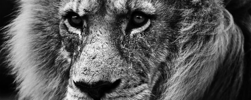 LION EYE