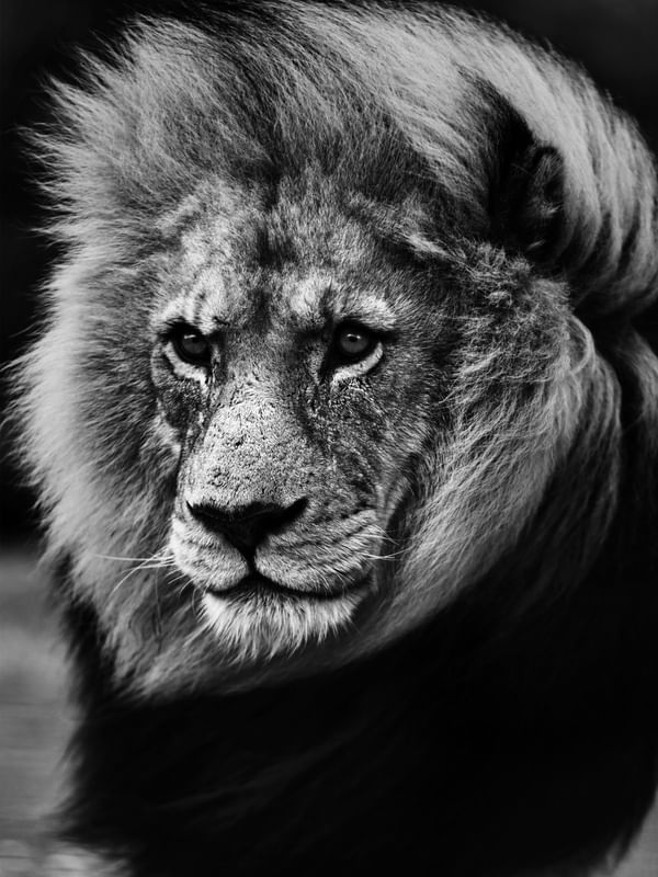 LION'S EYE