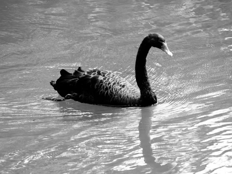 CISNE NEGRO LB