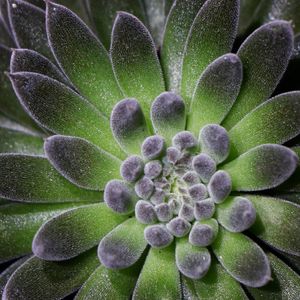 FOLHAS DE SUCULENTAS 04