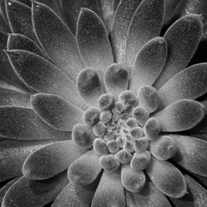FOLHAS DE SUCULENTAS 05