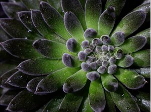 FOLHAS DE SUCULENTAS 06