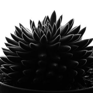 VASO DE SUCULENTA