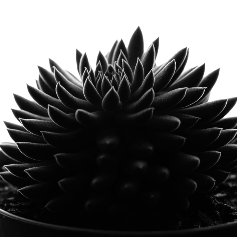VASO DE SUCULENTA
