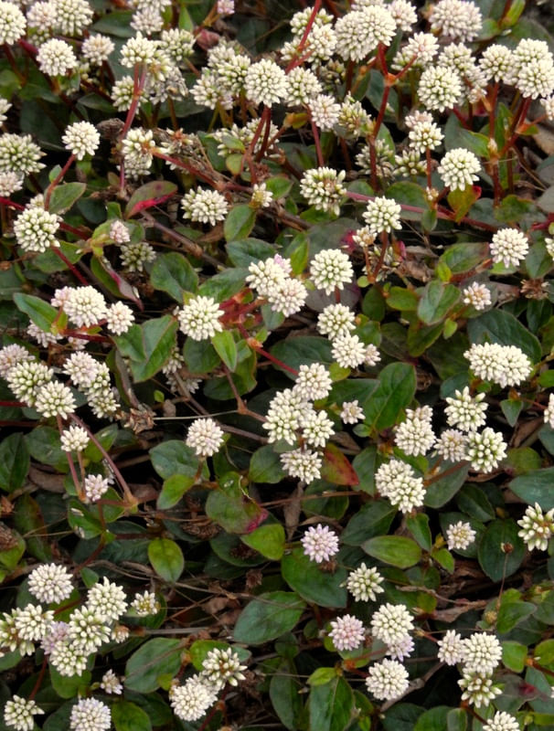 PEQUENAS FLORES LB 00