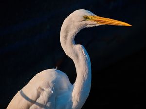 CLOSE NA GARÇA