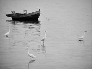 VILA DE PESCADORES - GARÇAS E BARCO