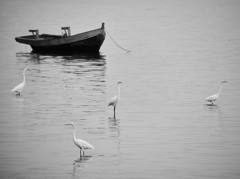 VILA DE PESCADORES - GARÇAS E BARCO
