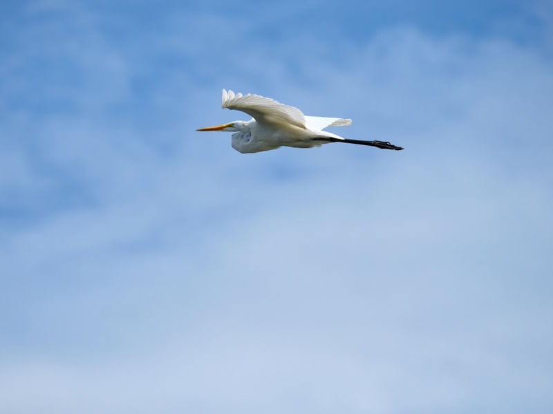 O VOO DA GARÇA NO CÉU COM NUVENS