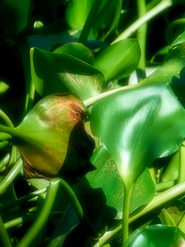 FOLHAGEM VERDE VIBRANTE