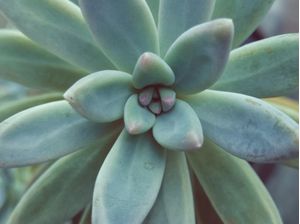 SUCULENTA I