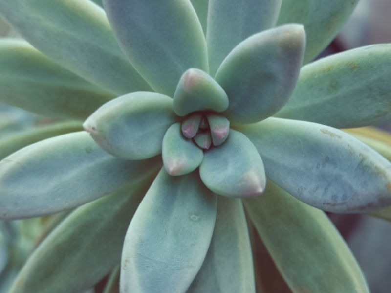 SUCULENTA I