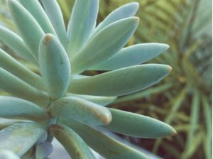 SUCULENTA II