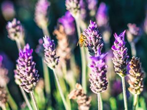 LAVANDA FLORAL 2