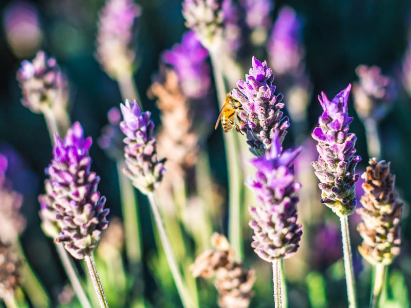 LAVANDA FLORAL 2
