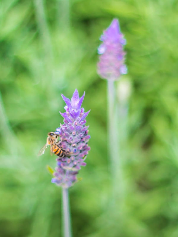 LAVANDA FLORAL 4