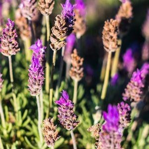LAVANDA FLORAL 6