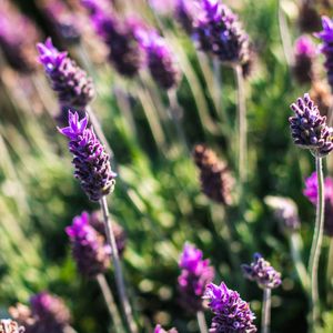 LAVANDA FLORAL 7
