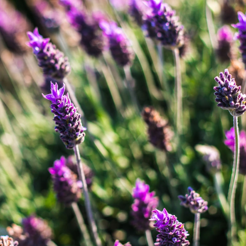 LAVANDA FLORAL 7