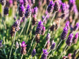 LAVANDA FLORAL 8