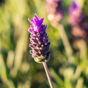 LAVANDA FLORAL 10