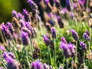 LAVANDA FLORAL 11