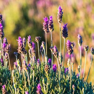 LAVANDA FLORAL DÍPTICO DIREITO