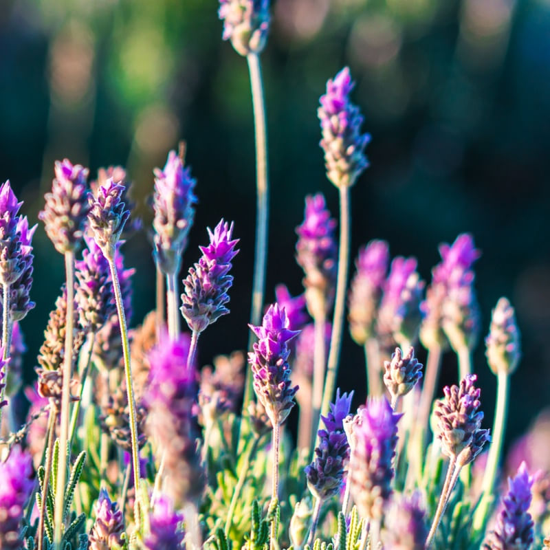 LAVANDA JARDIM DIPTICO 2