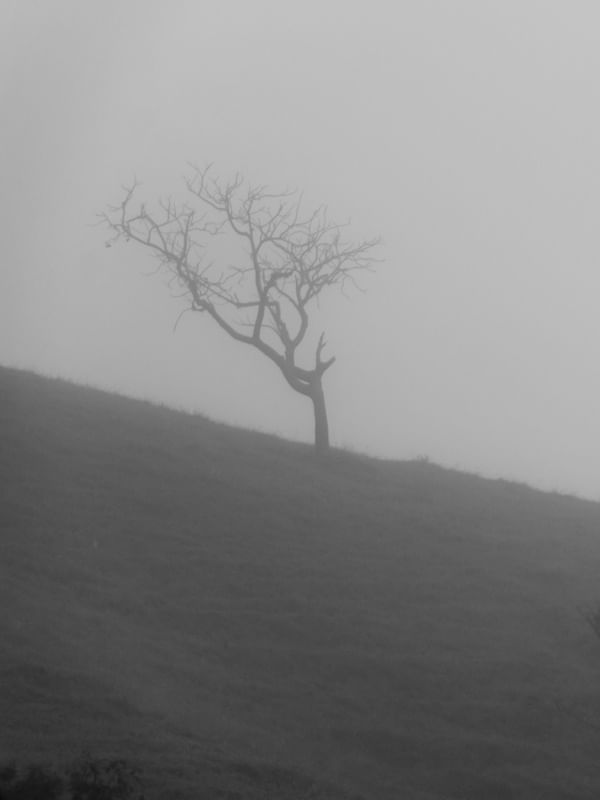 NEBLINA DÍPTICO 1